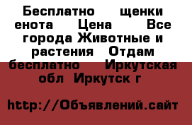 Бесплатно !!! щенки енота!! › Цена ­ 1 - Все города Животные и растения » Отдам бесплатно   . Иркутская обл.,Иркутск г.